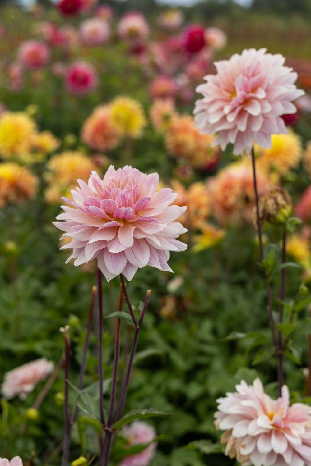 Dahlia 'Glossy Annika'